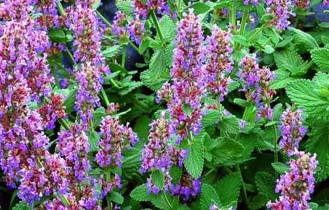 Пропонується ехінацея та інші медоноси