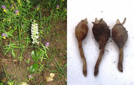 Калган і любка двулиста, витяжка, повишає лікує потенцію