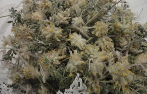 Астрагал пушистоквітковий 50 грамм - 30 грн