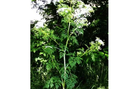 Настоянка Болиголова 100 мл за 120 грн, 1 л за 1000 грн