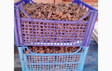 Корінь калгана сухий 2024, 100 грамів - 70 грн