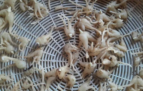 Сухой зозулинець для продажи