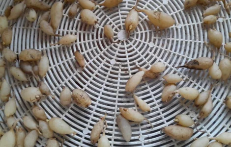 Зозулинецьлюбка двулиста 600 грн 50 грамм