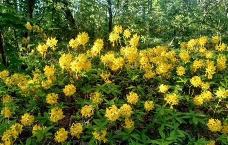 Продажа рододендрона желтого