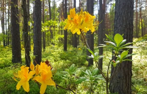Рододендрон жёлтый - продажа листьев