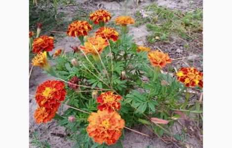 Продам квіти корзинки чорнобривців сухі