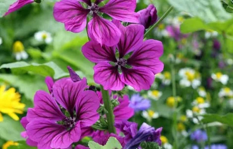 Куплю цветы мальвы мавританской по хорошей цене