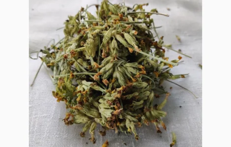 Первоцвіт весняний 1 кг. Зібрано в Карпатах