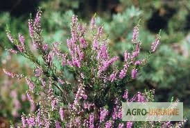 Пропонується верес цвіт