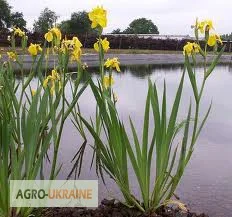 Корінь Ірис болотний (Касатик) - 100 грамів
