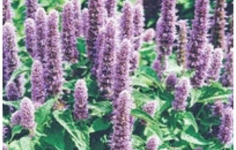 Продается лофант анисовый, упаковка 100 грамм