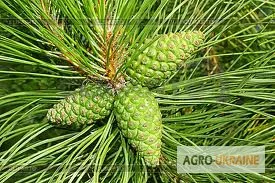 Сосновая шишка зеленая - натуральный настой для здоровья