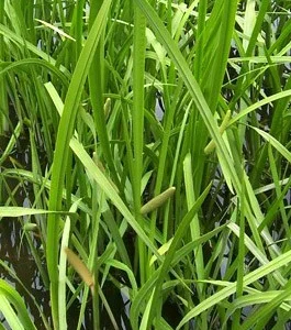 Корень Лепехи – лечебное растение в продаже