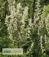 Продается полынь обыкновенная трава