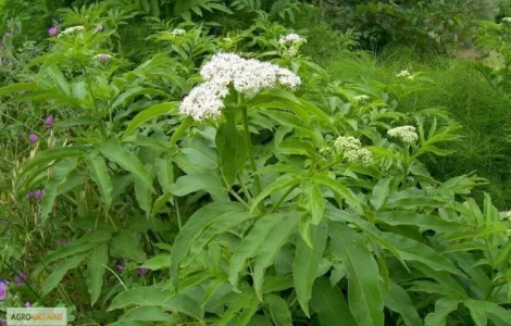 Корень бузины травянистой – упаковка 100 грамм