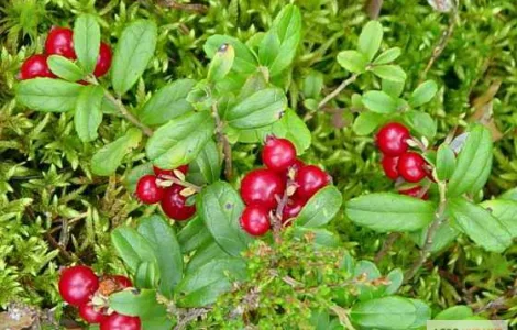 Пропонується листя брусниці - упаковка 100 грамів