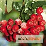 Плоди горобини звичайної - лікувальні ягоди