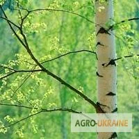 Продажа березовой коры 100 грамм