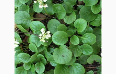 Грушанка трава - лечебное растение