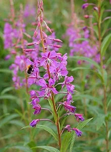 Кипрей (іван-чай) – трава в упаковці 100г