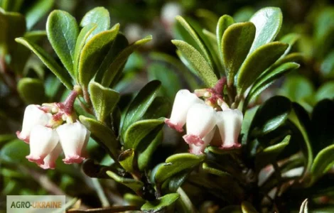 Толокнянка та мучниця - сухе листя в упаковці 100 грам