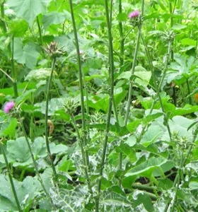 Насіння Розторопші – 100 грам для здоров'я печінки