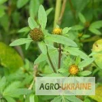 Череда трехраздельная трава - упаковка 100 г