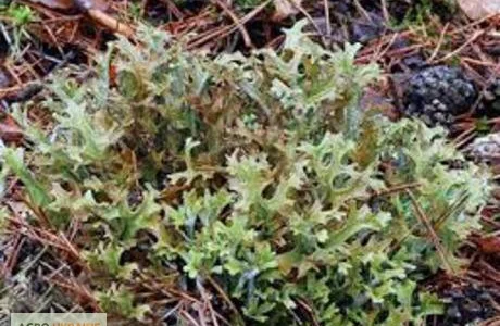 Исландский мох слоевища - лечебное растение