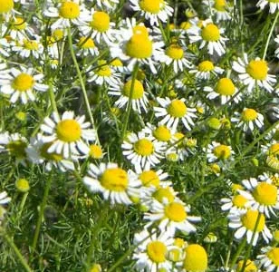 Аптечная ромашка - цветок в упаковке 100 грамм