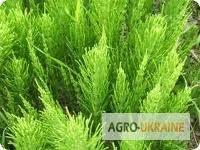 Хвощ полевой – лекарственная трава в упаковке 100 грамм