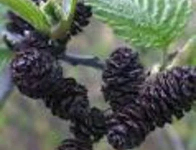 Шишка ольхи черной - упаковка 100 грамм