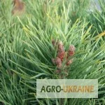 Сосна брунька - лекарственное растение для здоровья