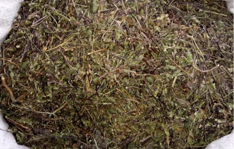 Очанка коротковолосиста – лікарська трава