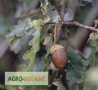 Суха кора дуба - натуральна лікарська сировина