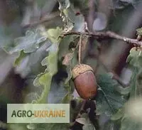 Дуб кора