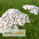 Тысячелистник (трава Деревий) - лечебное растение в продаже