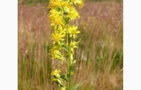 Золотая розга - Золотарник обыкновенный, сухая трава
