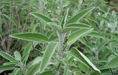 Шалфей лекарственный - трава для здоровья