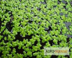 Пропонується ряска маленька трава в упаковці 100 грам