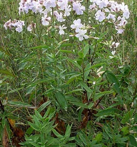 Пропонується трава мильнянки лікарської