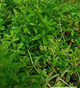 Марена красильна – продаж 100 грамів