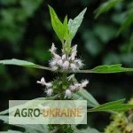 Продается собачья крапива - лекарственная трава