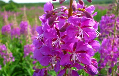 Пролам соцветия иван-чай