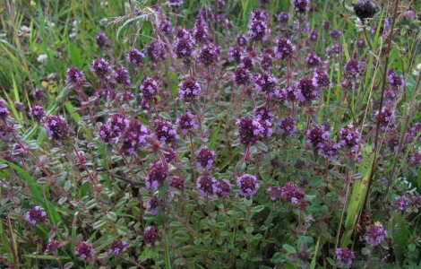 Продается чебрец обыкновенный – лечебная трава