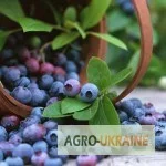 Сушеная черника – полезная ягода на продажу