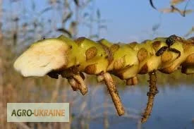 Продажа сухого корня жёлтого глечика