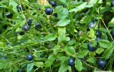 Продажа сушеных побегов черники