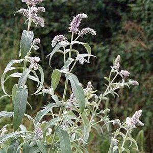 Продается мята длиннолистная, упаковка 100 грамм