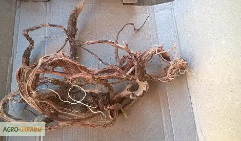 Пропонується червоний корінь - лікарська рослина