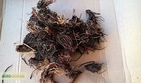 Продается красная щетка, упаковка 50 грамм